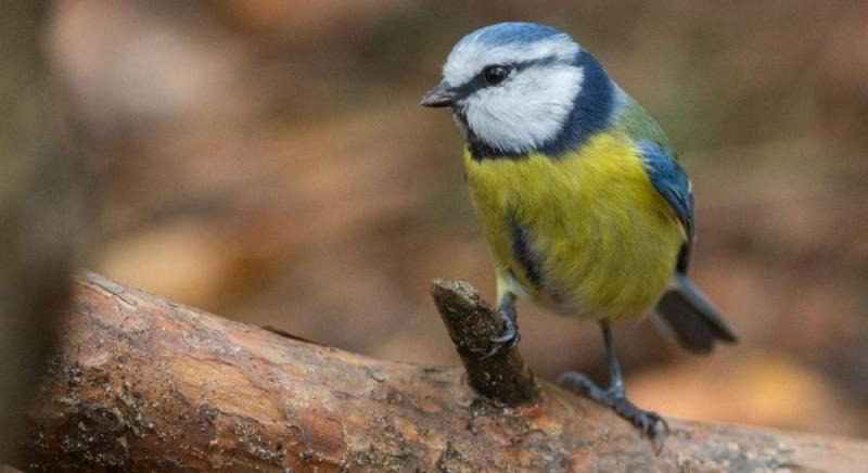 Напередодні вихідних в Україні очікується прохолодна погода, а в деяких регіонах можливі дощі (дивіться карту).